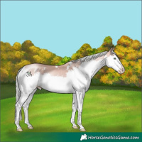 Horse Color:White Spotted Gold Champagne Mushroom Splash