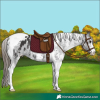 Horse Color:White Spotted Smoky Black Tobiano Appaloosa Rabicano 