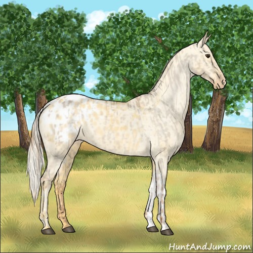 Horse Color:Red Dun Appaloosa  and Palomino Dun Appaloosa 