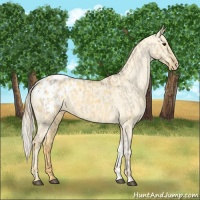 Horse Color:Red Dun Appaloosa  and Palomino Dun Appaloosa 