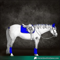 Horse Color:Gray Grullo Rabicano 