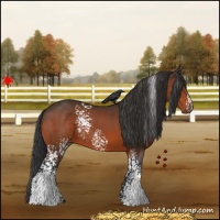 Horse Color:White Spotted Bay 