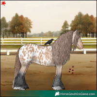 Horse Color:Bay Dun Appaloosa 
