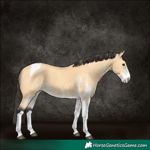 Horse Color:White Spotted Buckskin Tobiano 