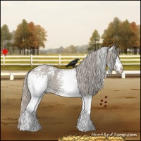 Horse Color:White Spotted Silver Grullo Roan