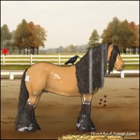 Horse Color:White Spotted Buckskin