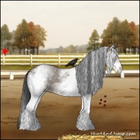 Horse Color:White Spotted Grullo