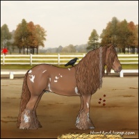 Horse Color:White Spotted Chestnut 