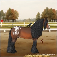 Horse Color:Bay Appaloosa 