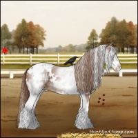 Horse Color:White Spotted Chestnut Varnish
