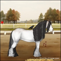 Horse Color:White Spotted Bay Dun 