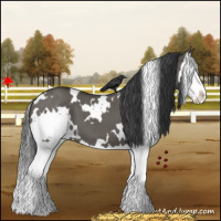 Horse Color:White Spotted Grullo Splash 