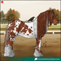 Horse Color:White Spotted Chestnut 