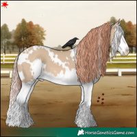 Horse Color:White Spotted Red Dun Splash 