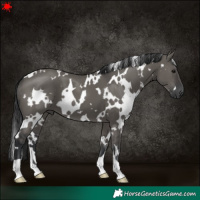 Horse Color:White Spotted Grullo