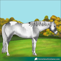 Horse Color:Silver Blue Onyx Chinchilla Tobiano 