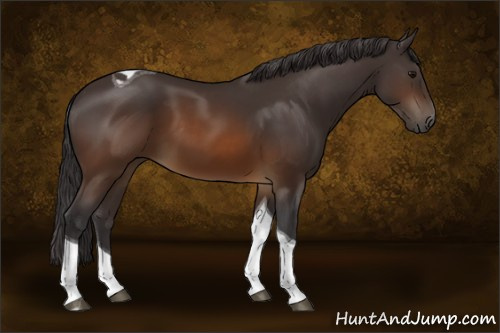 Horse Color:Buckskin Tobiano 