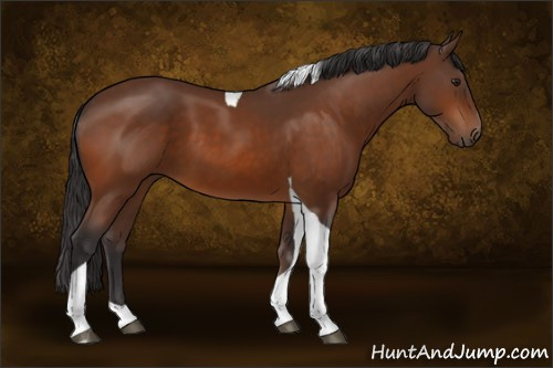 Horse Color:Buckskin Tobiano
