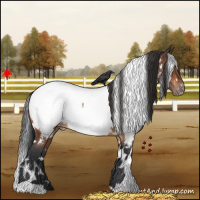 Horse Color:White Spotted Bay Roan Appaloosa