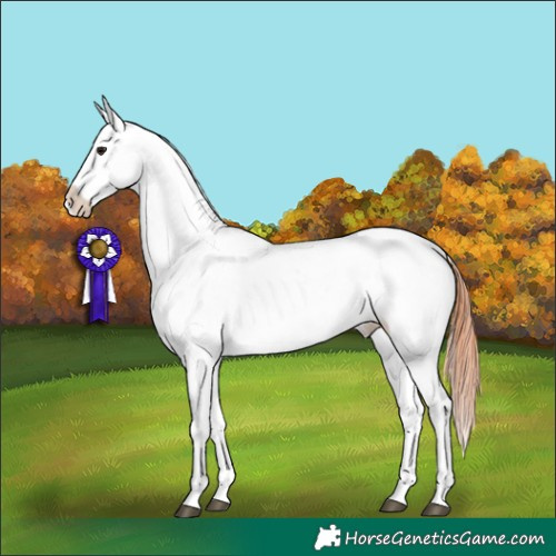 Horse Color:Bay Dun Appaloosa 
