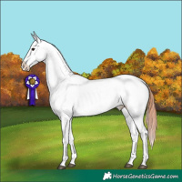 Horse Color:Bay Dun Appaloosa 