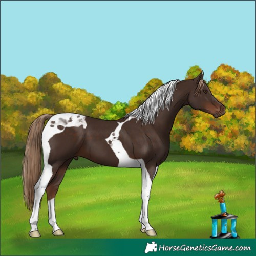 Horse Color:Liver Chestnut Tobiano