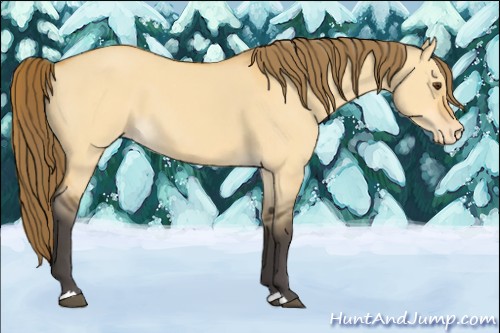 Horse Color:Buckskin Dun Appaloosa 