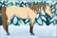 Horse Color:Buckskin Dun Appaloosa 