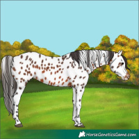 Horse Color:Brown Appaloosa 