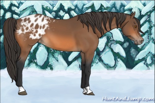Horse Color:Bay Appaloosa 