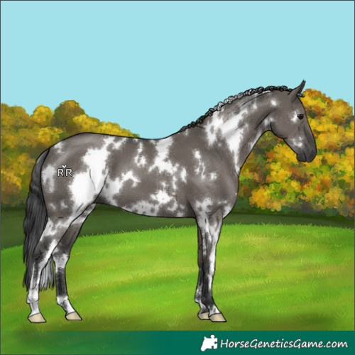 Horse Color:White Spotted Grullo Sabino 