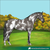 Horse Color:White Spotted Grullo Sabino