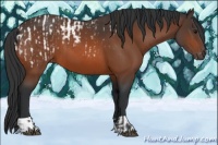 Horse Color:Bay Appaloosa  and Bay 
