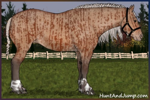 Horse Color:Silver Bay Appaloosa  and Silver Bay Dun Appaloosa 