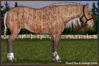 Horse Color:Silver Bay Appaloosa  and Silver Bay Dun Appaloosa 