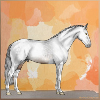 Horse Color:Gray Brown Tobiano