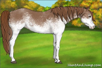 Horse Color:White Spotted Red Roan 