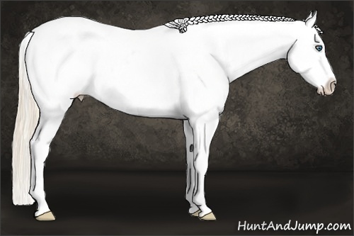 Horse Color:White Spotted Perlino Varnish Rabicano 