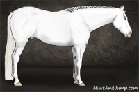 Horse Color:White Spotted Perlino Varnish Rabicano