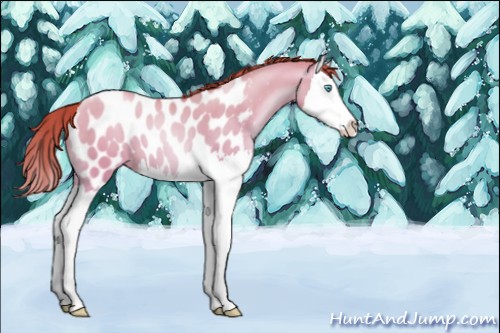 Horse Color:Chocolate Sable Cream Champagne Pearl Dun Splash Appaloosa 
