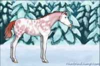 Horse Color:Chocolate Sable Cream Champagne Pearl Dun Splash Blanket