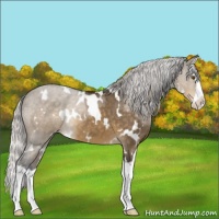 Horse Color:White Spotted Silver Buckskin Dun Mushroom Sabino Splash 