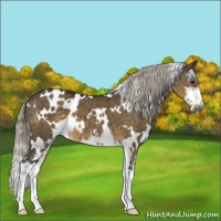 Horse Color:White Spotted Silver Smoky Grullo Mushroom Sabino