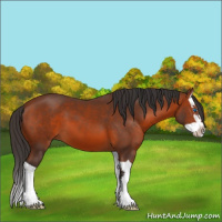 Horse Color:Bay Splash 
