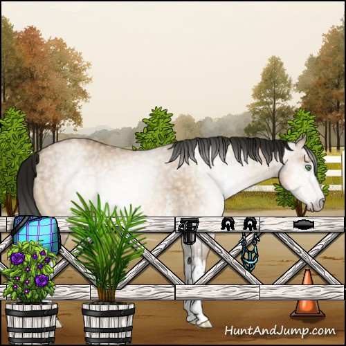 Horse Color:Gray White Spotted Sable Champagne Ice Dun Rabicano 