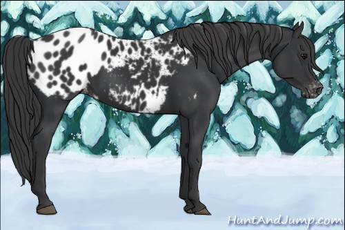 Horse Color:Black Appaloosa 