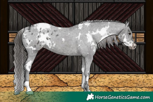 Horse Color:White Spotted Black Appaloosa 