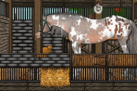 Horse Color:White Spotted Brown Appaloosa 
