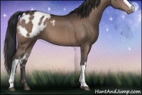Horse Color:White Spotted Brown Appaloosa 