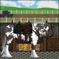 Horse Color:White Spotted Smoky Black 